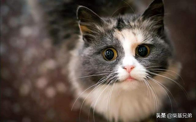 皇家奶糕罐头是主食罐吗:请问猫不怎么吃猫粮，以罐头为主食会有害吗？