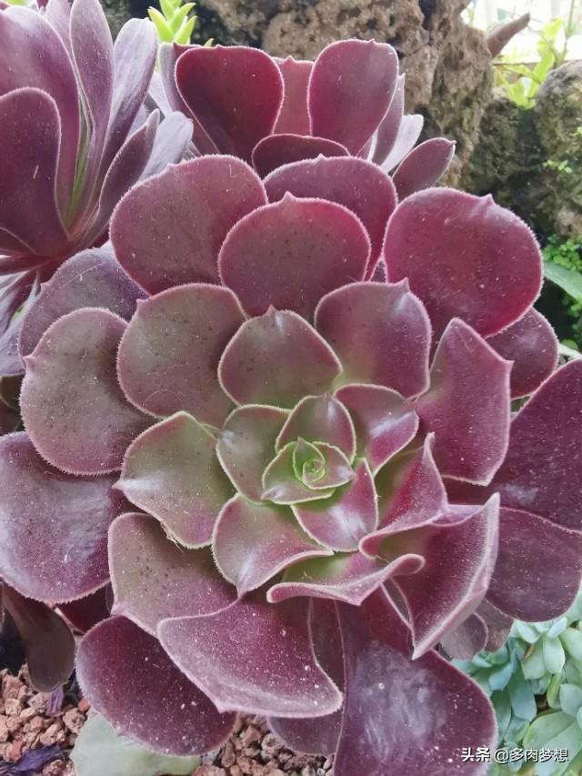 玉表面有麻点小坑能处理吗,蒸馒头表面有小坑怎么办？