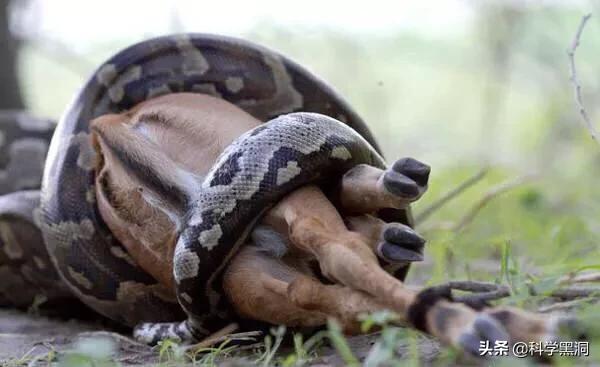 世界上最大的蛇吃人:大蟒蛇是如何生吞人的？难道人跑不掉吗？