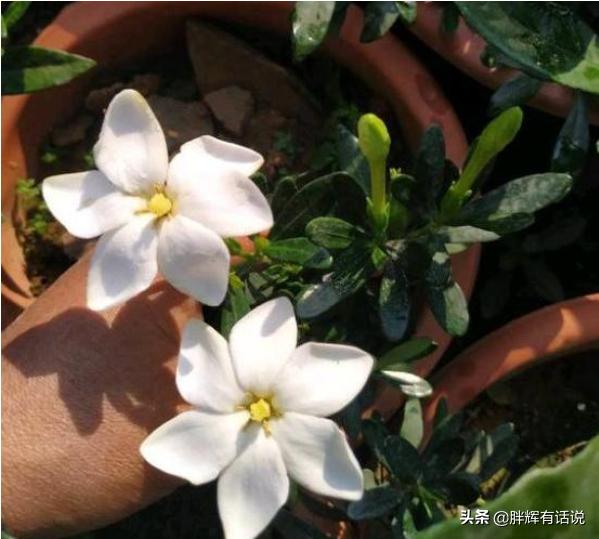 盆栽黄水仙怎么养:栀子花盆栽怎么养？栀子花的养殖方法？