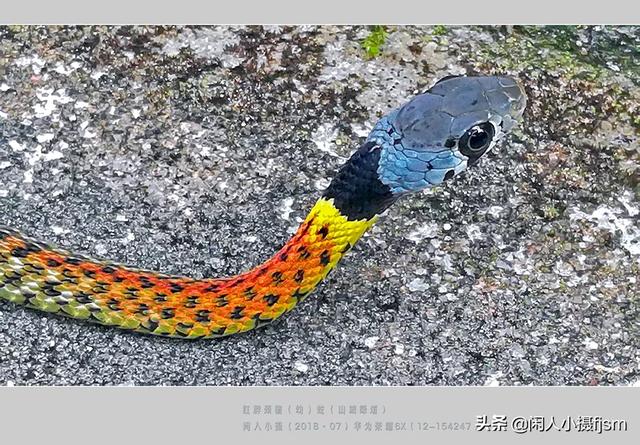 水蛇图片:你手机拍的蛇类的照片能否分享一下？
