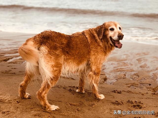 刚买的金毛犬怎么养:30天小金毛犬怎么挑选？