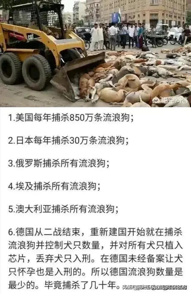 天价藏獒:为什么只有“爱狗人士”，没有爱别的动物的队伍？
