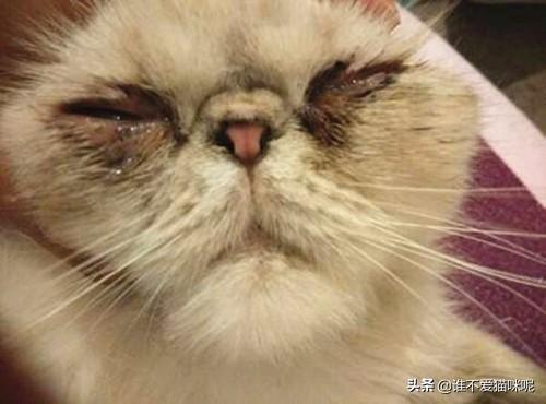 什么猫容易有泪痕:蓝猫小猫会因为什么得泪痕，小猫吃什么泪痕会消掉？