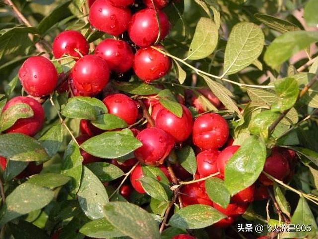 壮阳果树的图，农村有一种植物，人称“高钙果”，天然“补钙药”，您的家乡有吗