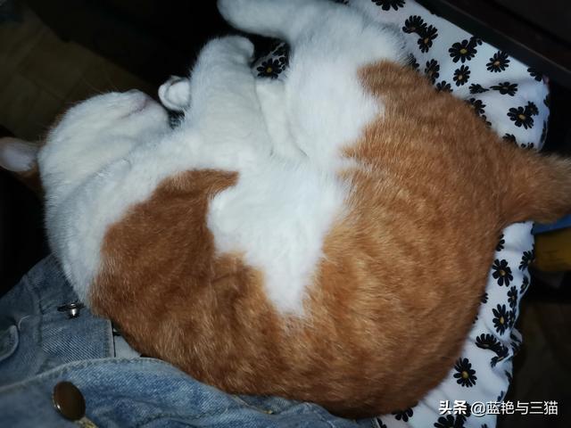 可爱宠物小猫咪:你们家的小猫咪晚上喜欢爬上你的床吗？ 我家的小宠物小猫咪