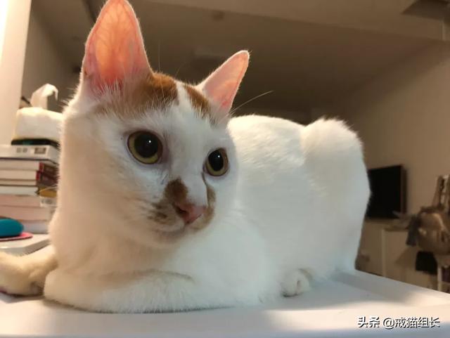 闷猫:猫喜欢吃塑料，该怎么办？