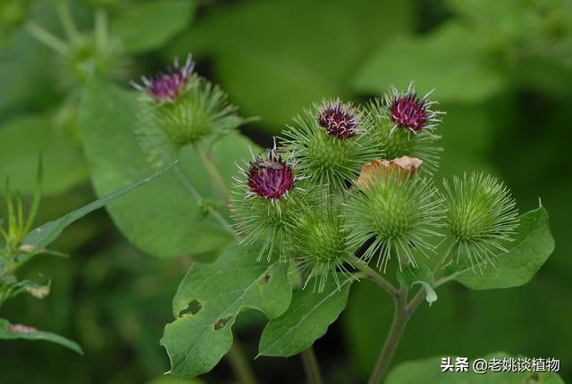 头条问答 农村有一种野草叫 鼠粘 是什么植物 真的能粘住老鼠吗 4个回答