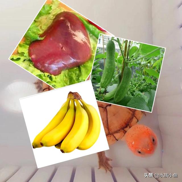 巴西龟吃什么青菜:巴西龟吃白菜吗，如何喂养？