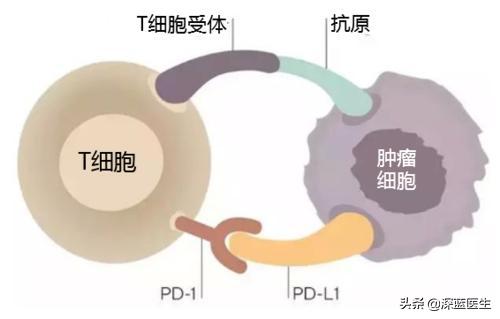 魏泽西事件看法:预测一下肿瘤免疫治疗会具有划时代意义吗？