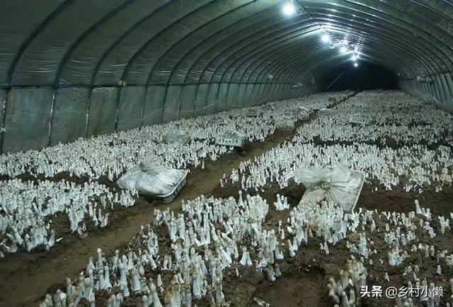 什么食品可以放10年以上还可以吃？插图54