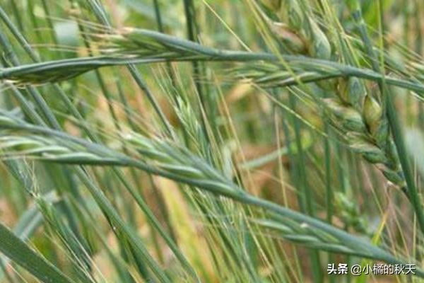 中国冠毛:盘点中国八大外来入侵物种？