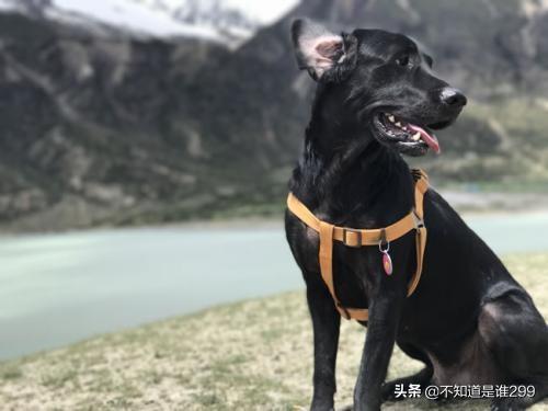 黑色拳师狗:拳师犬老卧着是怎么回事？