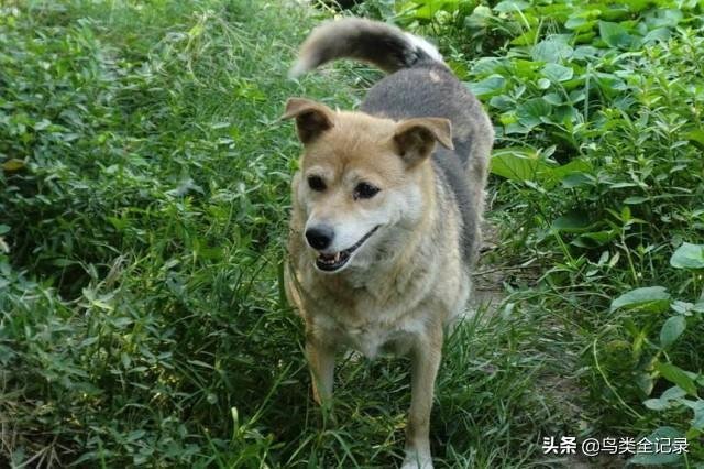 世界名犬图片:世界上哪种狗对主人最忠诚？请排名？