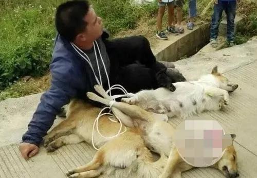 偷狗贼怎么打狗:农村常有狗被偷，这些被偷走的狗去哪了？它们会被怎么处置？