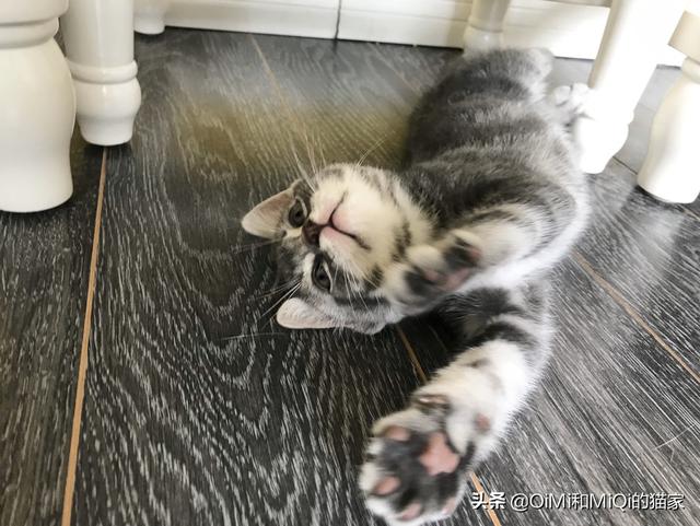 猫爪热用什么药:猫抓发热会有哪些症状？猫抓发热跟季节有关系吗？