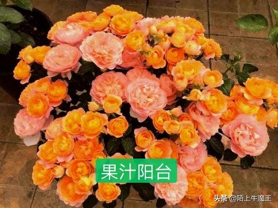 vents月季花品种介绍及图片:月季品种那么多，哪款是心中最爱？哪些合适两广地区种植？