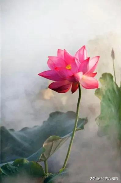 西施美容:秀色掩今古，荷花羞玉颜。如何拍摄出其意境美感？