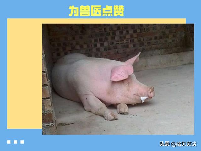 猪传染性胸膜肺炎会传染人吗:猪突然发烧40度，口中有白沫，是什么病？
