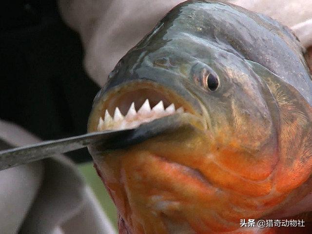 一条河豚对战4条小食人鱼:食人鱼是以人肉为食吗？为何这样称呼一条鱼？