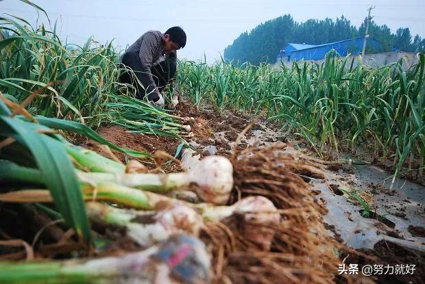 花叶芋穿孔线虫病:烟叶得花叶病要怎么防治？