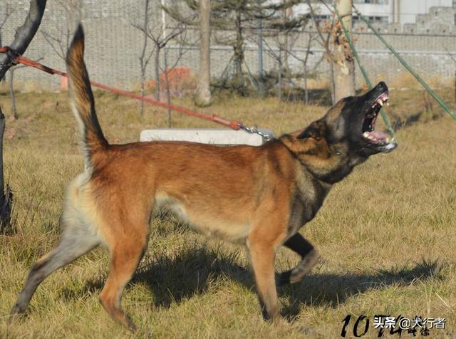 马犬什么颜色最正宗,大概是题主看到很多宣传红马,黄马,黑马之类的