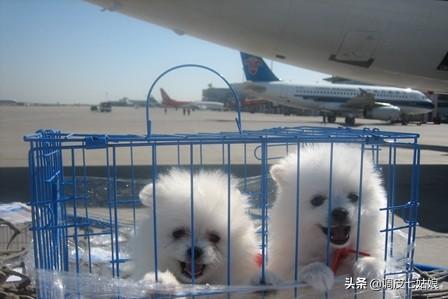 空运宠物:空运宠物怎么收费 用什么运输方式，可以把狗狗安全送到千里之外的收养人手里？