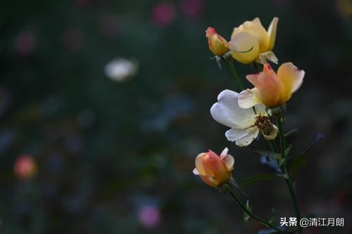 月季花的栽培小技巧:月季花的栽培管理要注意哪些方面的问题？