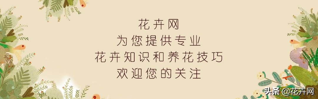 一叶兰l小盆怎样换大盆:一叶兰什么时间分盆换土合适？夏天可以吗？