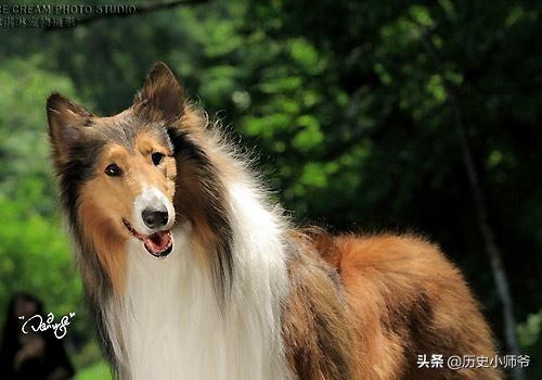 喜乐蒂牧羊犬价格:喜乐蒂和苏格兰牧羊犬有什么区别？