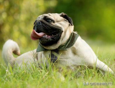 最忧郁的狗:脸上很多皱纹的是什么狗？