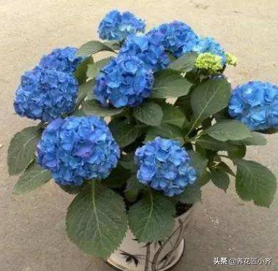 金山绣球花价格:绣球花，不开花叶子长得很大很大，缺少什么养分啊？