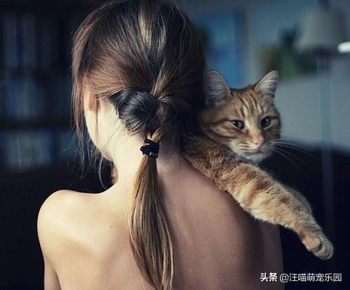 养猫的男人:猫系男人养猫会不会更骚？