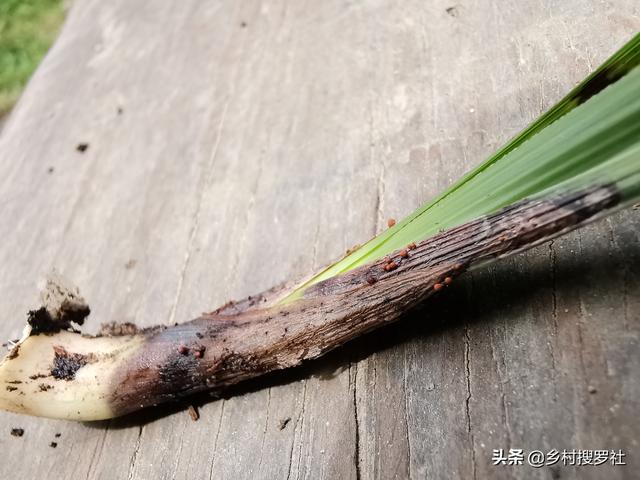 治疗兰花软腐病的药:兰花腐芽是病害吗？倒盆后怎样养护？