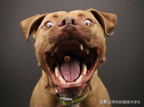 北美负鼠打斗:两只比特犬能打赢一只花豹吗？