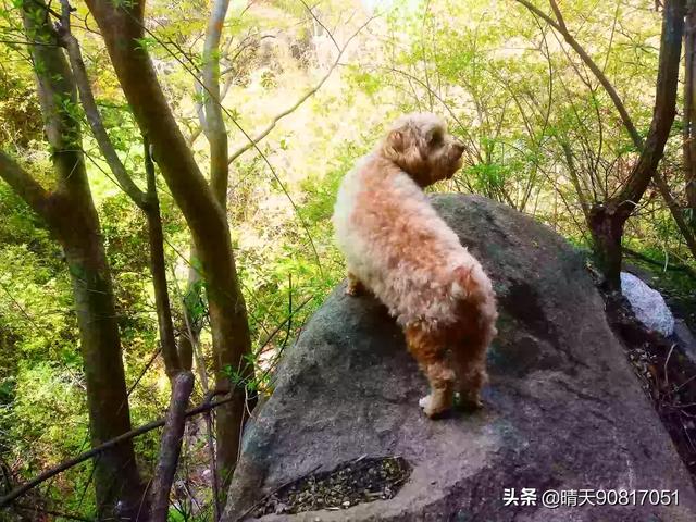假如我捡到一只流浪狗200字作文:捡到一只流浪金毛怎么养？