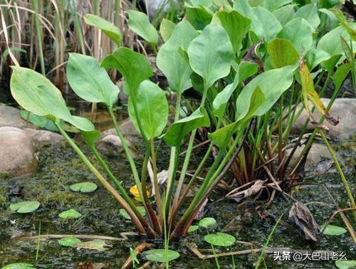 头条问答 - 天鹅蛋是味中药,如何养殖管理?(5个回答)