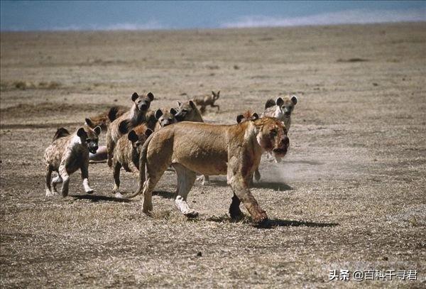 非洲鬣狗和藏獒打架视频:非洲鬣狗和野狗打架视频 一只成年的东北猛虎对战一百只草原鬣狗，有多大的胜算？