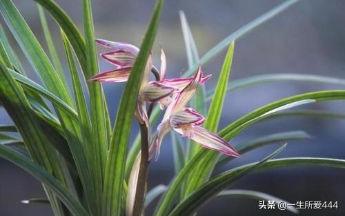 玉兰花的诗句,赞美玉兰花的五言绝句诗句？