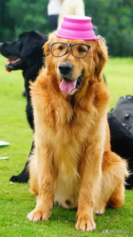 金毛犬有什么缺点？插图10