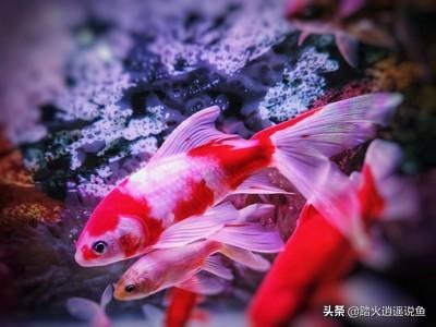 草缸养鱼的数量上限:一个长60高36宽35的鱼缸可以养10厘米的锦鲤几条？