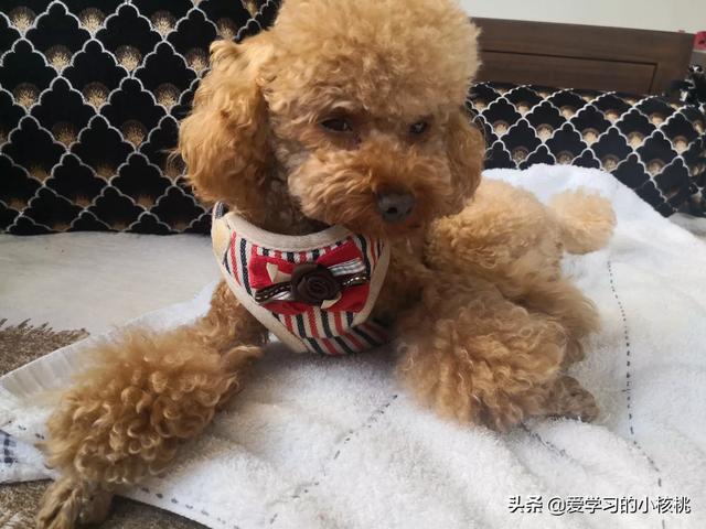 剪刀与狗的正确用法:如何在家里给狗狗做美容？