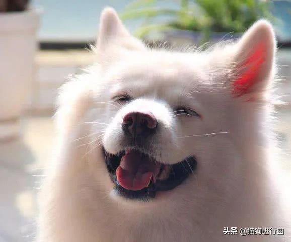 友善的狗:哪些狗狗真的很自来熟，不怕陌生人？