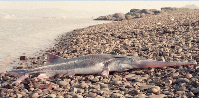 野生鲟鱼还有多少条，修建三峡大坝后，中华鲟濒临灭绝，三峡的存在对鱼类有何影响