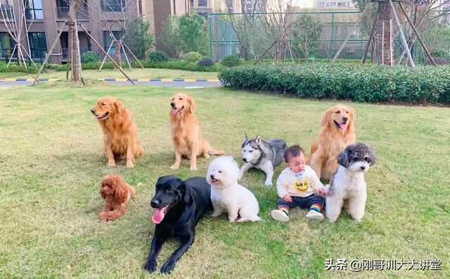 小国美狗为什么不吃东西:小秋田犬没有胃口吃东西怎么办？