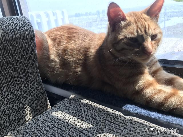 养猫好吗:猫咪该不该绝育？猫咪绝育的弊端有哪些？