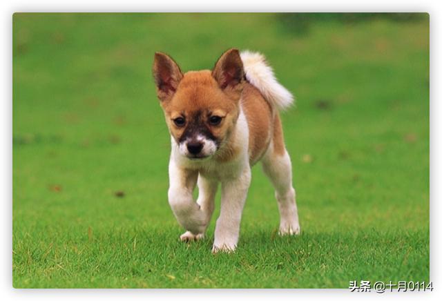 贝生吉犬怎么训练:格力犬的后腿肌肉怎么练？