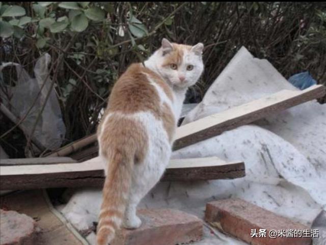 猫传腹:猫传腹已不再是不治之症，放弃还是坚持？