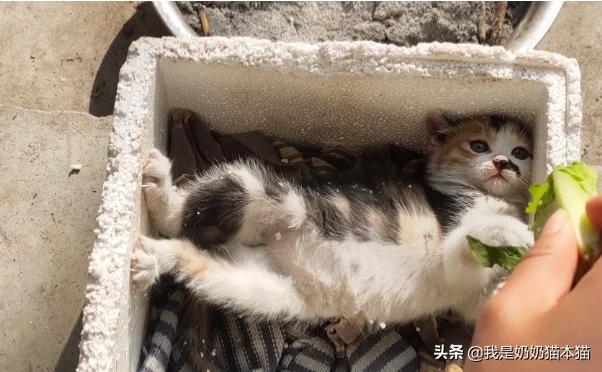 100元能买哪些猫？