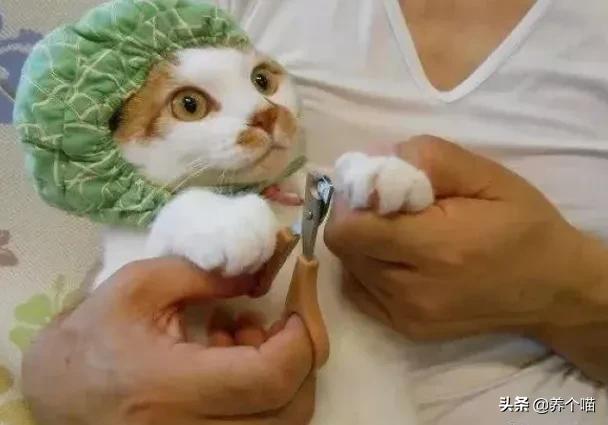 猫指甲套对猫的危害是什么:把胶带贴猫脚上会对猫咪有伤害吗？